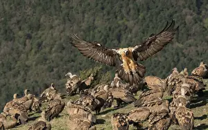 Wingspan Prints: Bearded vulture (Gypaetus barbatus) landing among large flock of Griffon vultures (Gyps fulvus) at feeding site