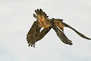 Rear View Prints: Bearded vulture (Gypaetus barbatus) pair