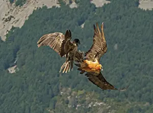 Vulture Prints: Bearded vulture (Gypaetus barbatus) pair