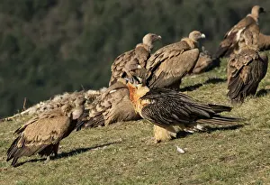 Bearded vulture (Gypaetus barbatus) swallowing a Sheep's leg, watched intently by a Griffon Vulture (Gyps fulvus), Lamiana, Aragon, Spanish Pyrenees, Spain. April