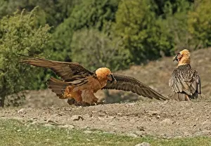 Threatening Prints: Two Bearded vultures (Gypaetus barbatus) fighting over food