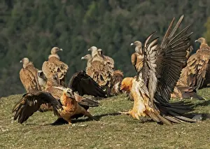 Threatening Prints: Two Bearded vultures (Gypaetus barbatus) fighting over food at feeding site