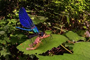 Zygoptera Prints: Beautiful demoiselle (Calopteryx virgo) feeding on Mayfly (Ephemera sp)