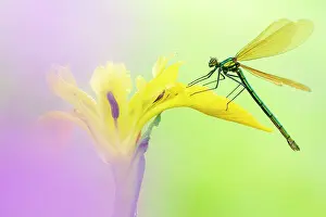 Iridaceae Prints: Beautiful demoiselle (Calopteryx virgo) female