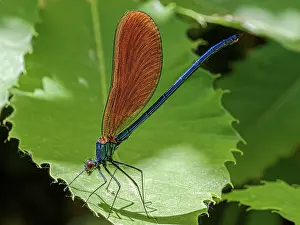 Zygoptera Prints: Beautiful demoiselle (Calopteryx virgo) resting on a leaf, Bomarzo, Lazio, Italy. June