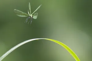 2019 January Highlights Gallery: Beautiful demoiselle damselfly (Calopteryx virgo) female flying, Peerdsbos, Brasschaat, Belgium