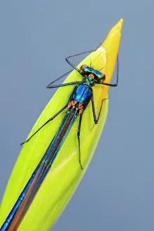 Zygoptera Prints: Beautiful demoiselle damselfly (Calopteryx virgo) female resting on Yellow iris (Iris pseudacorus) bud