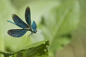 Beautiful demoiselle damselfly (Calopteryx virgo) male, Peerdsbos, Brasschaat, Belgium