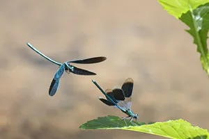 2019 January Highlights Prints: Beautiful demoiselle damselfly (Calopteryx virgo) male flying above Banded Demoiselle