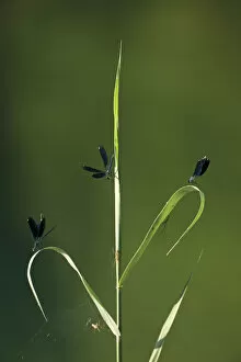 Images Dated 21st May 2009: Three Beautiful demoiselles (Calopteryx virgo) and spiders on grass, Trebizat river