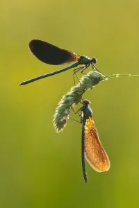 Images Dated 4th June 2009: Two Beautiful demoiselles (Calopteryx virgo), River Char, Charmouth, Dorset, England, UK, June