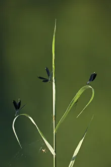 Three Beautiful demoiselles (Calopteryx virgo) and spiders on grass, Trebizat river