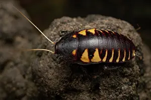 Beautiful Northern wingless cockroach (Cosmozosteria gloriosa) portrait, Cooktown, Queensland, Australia