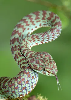 Beautiful pit viper (Trimeresurus venustus) captive occurs in Thailand