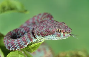 Thailand Prints: Beautiful pit viper (Trimeresurus venustus) captive occurs in Thailand