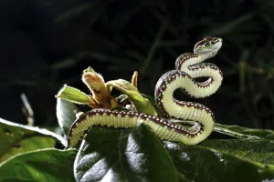 Images Dated 23rd September 2014: Beautiful pitviper (Trimeresurus venustus) juvenile, captive occurs in Thailand. Venomous species