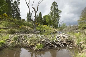 Beaver (Castor fiber) dam on river, Bamff Estate, Perthshire, Scotland, UK