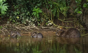 Beaver (Castor fibre) female feeding on willow bark with her two kits, River Otter