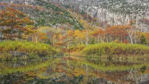 Autumn Prints: Beaver pond with beaver lodge (on the left side) and trees reflected in autumn