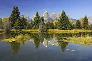Beaver Pond with mountains and trees reflected in surface, Grand Teton National Park