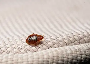 Bed bug (Cimex lectularius) on cloth. Bred specimen. Controlled conditions. Focus stacked