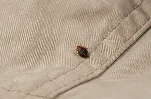 Bed bug (Cimex lectularius) on cloth. Bred specimen. Controlled conditions