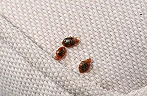 Three Bed bugs (Cimex lectularius) on cloth. Bred specimen. Controlled conditions