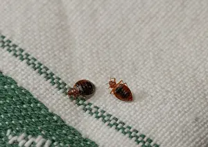 Two Bed bugs (Cimex lectularius) on cloth. Bred specimen. Controlled conditions