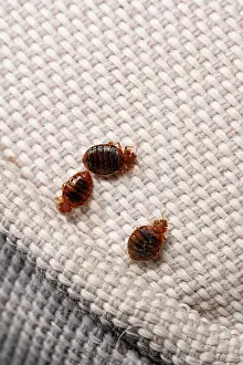 Three Bed bugs (Cimex lectularius) on cloth. Bred specimen. Controlled conditions