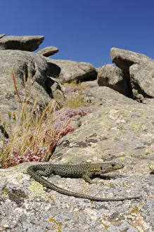 Sardinia Prints: Bedriagas rock lizard (Archaeolacerta bedriagae) is Sardinia, Italy. Endemic
