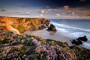 Cliffs Prints: Bedruthan Steps on Cornish coast, with flowering Thrift (Armeria maritima), Cornwall. UK