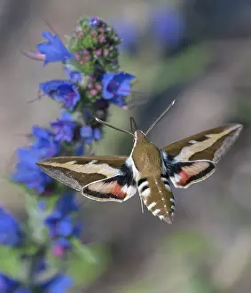 Boraginaceae Prints: Bedstraw hawk-moth (Hyles gallii) nectaring on Viper's bugloss, Estonia. June