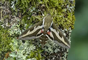 Bedstraw hawk-moth (Hyles gallii) Wallis, Switzerland, April. Controlled conditions