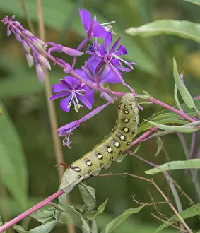 Images Dated 28th February 2022: Bedstraw hawkmoth (Hyles gallii) caterpillar on Rosebay willowherb (Chamaenerion angustifolium)