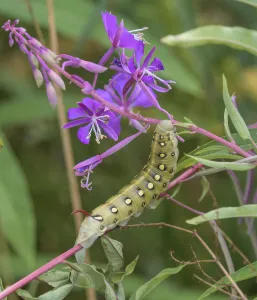 Sphingid Prints: Bedstraw hawkmoth (Hyles gallii) caterpillar on Rosebay willowherb (Chamaenerion angustifolium)