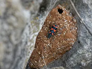 Rhinotia Prints: Bee beetle / Bee-wolf (Trichodes apiarius) a nest parasite of bees