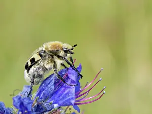 Rhinotia Prints: Bee beetle (Trichius fasciatus)