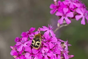 Bee beetle (Trichius fasciatus), a bee mimic, nectaring on Umbel-flowered catchfly