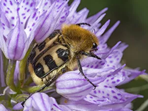 Monocotyledon Collection: Bee beetle (Trichius fasciatus) usually found on flowers