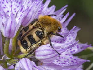 Lilianae Collection: Bee beetle (Trichius fasciatus) usually found on flowers