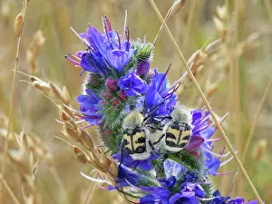 Rhinotia Prints: Two Bee beetles (Trichius fasciatus) grappling with each other as they forage on Vipers bugloss (Echium vulgare)