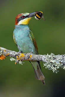 Images Dated 10th July 2011: Bee-eater (Merops apiaster) with Bumblebee prey, Sierra de Grazalema Natural Park