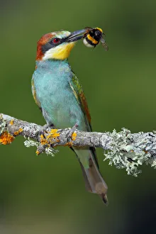 Andres M Dominguez Gallery: Bee-eater (Merops apiaster) with Bumblebee prey, Sierra de Grazalema Natural Park