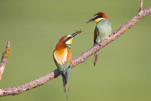 Bee-eater (Merops apiaster) male offering wasp as nuptial gift, Hungary. June