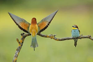 Bee-eater (Merops apiaster), Sierra de Grazalema Natural Park, southern Spain, April