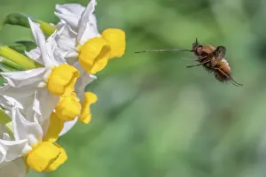 Bombylius Prints: Bee fly (Bombylius major) in flight
