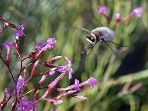 Asiloidea Prints: Bee fly (Dischistus sp.) flying in to feed on Pink immortelle (Limonium insigne) flowers