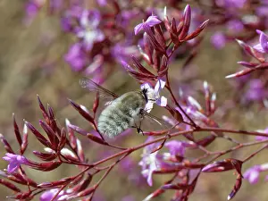 Asiloidea Prints: Bee fly (Dischistus sp.) hovering to feed on Pink immortelle (Limonium insigne) flower