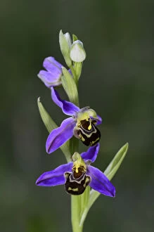 Orchid Gallery: Bee orchid (Ophrys apifera) in flower. Dorset, UK, June