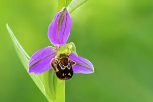 Bee orchid (Ophrys apifera) in flower in spring, La Brenne, Indre, France. May